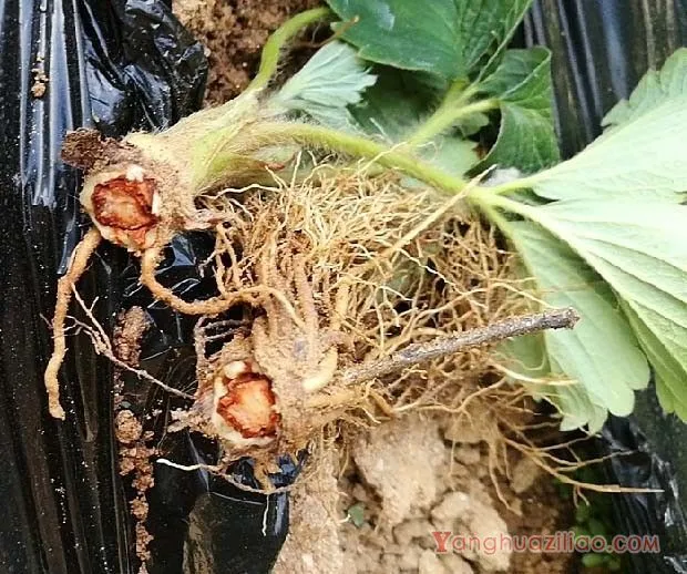 草莓红中柱根腐病症状是什么，草莓红中柱根腐病打什么药？
