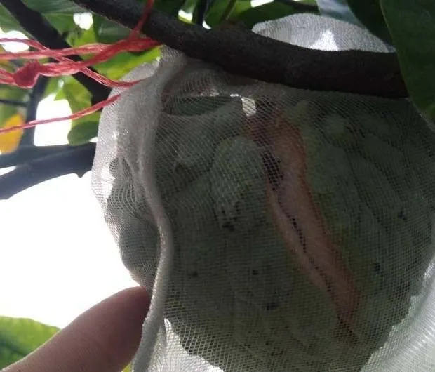 番荔枝裂果的原因是什么,如何预防番荔枝裂果? 番荔枝裂果的原因是什么,如何预防番荔枝裂果?