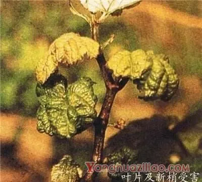 种植葡萄如何防治葡萄短须螨？