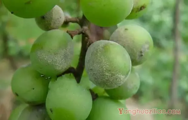 葡萄白粉病用什么药？（葡萄白粉病防治药剂）
