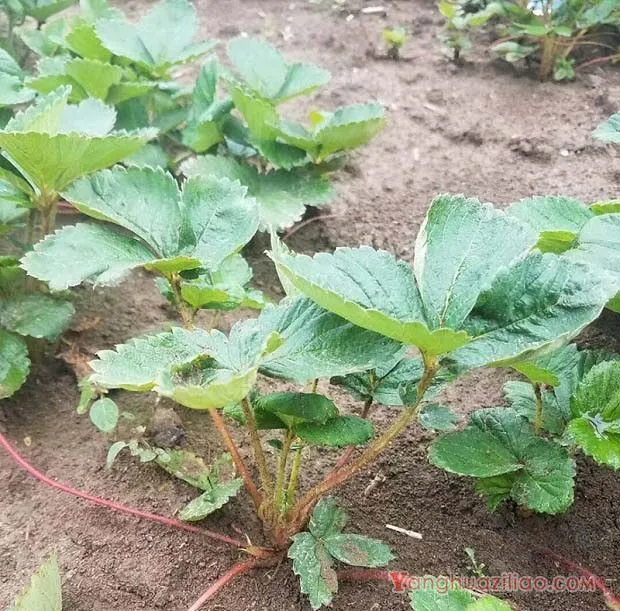 草莓越夏时如何管理？