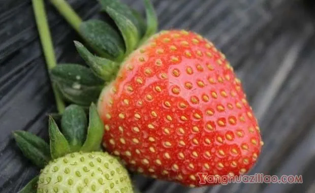 燕香草莓品种介绍