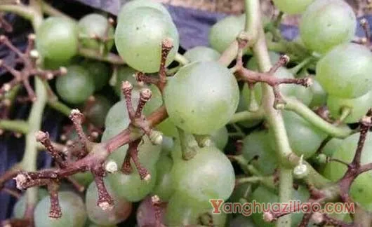 葡萄转色病如何防治？