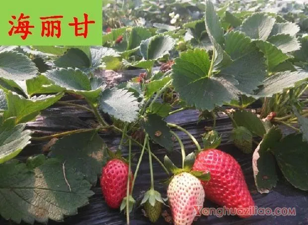 海丽甘草莓品种好不好? 海丽甘草莓品种好不好?
