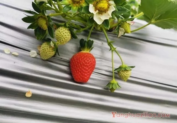 草莓从开花到果实成熟需要多少时间？（草莓果实的生长发育规律）
