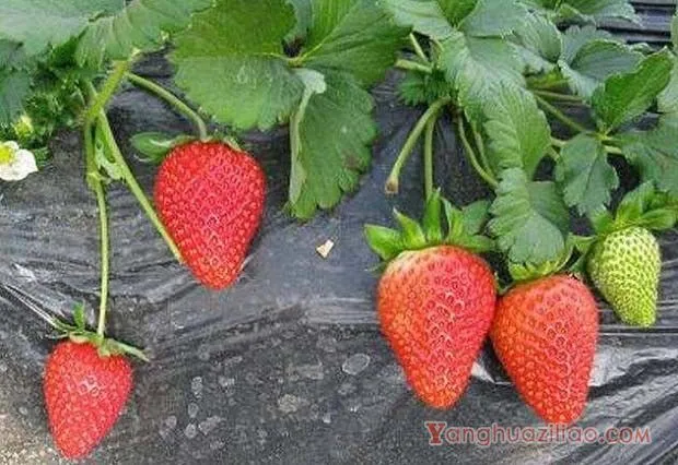 燕香草莓品种介绍