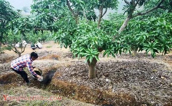 冬季如何保护芒果树？（冬季芒果防寒措施）