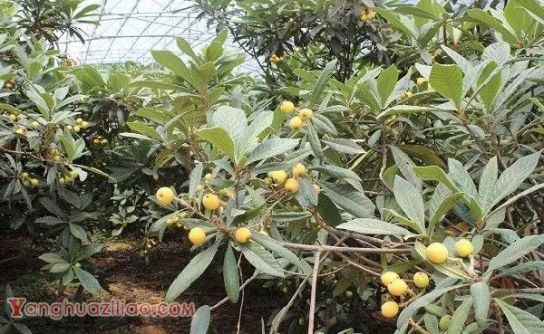 华白1号枇杷品种好不好？