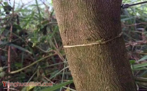 种植芒果为什么要环割，给芒果树环割需要注意什么？