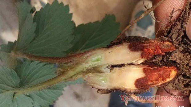 草莓红中柱根腐病症状是什么，草莓红中柱根腐病打什么药？