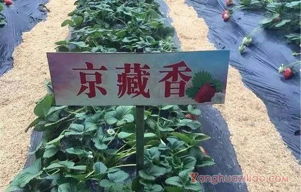 京藏香草莓品种介绍