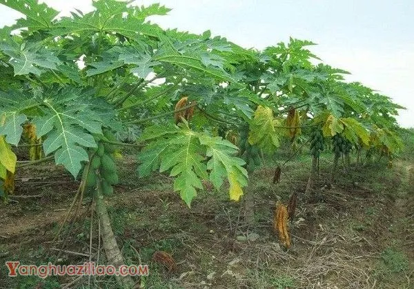 种植木瓜需要施多少肥料? 种植木瓜需要施多少肥料?