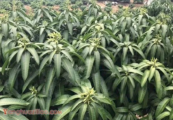 芒果树花芽分化时间（芒果树花芽分化习性）