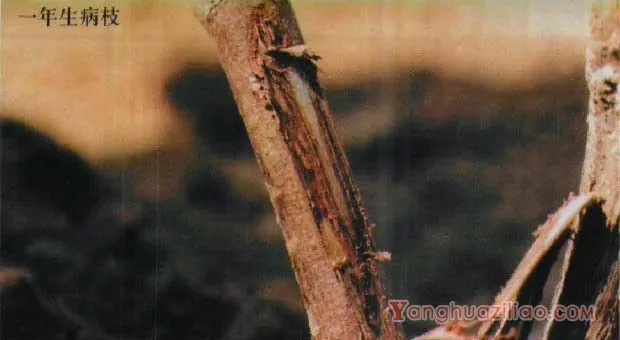 葡萄蔓割病如何防治？葡萄蔓枯病如何防治？