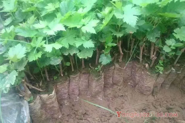 葡萄嫁接用什么药能提高成活率