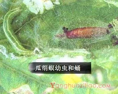 种西瓜如何防治瓜绢螟？