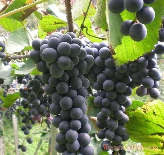 葡萄成熟和采收的标准是什么？（葡萄采收依据）