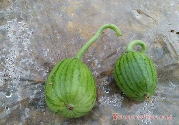 如何识别并防治西瓜畸形果？西瓜畸形如何防治？