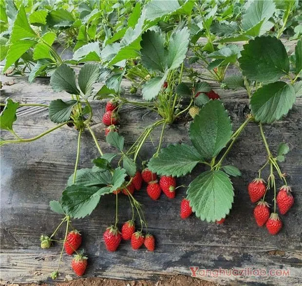 佐贺清香草莓品种介绍