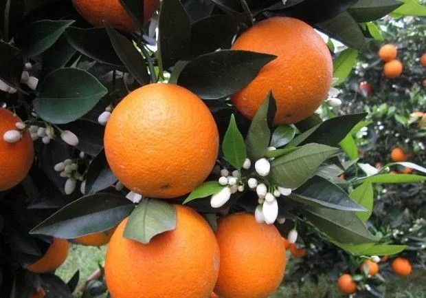 右桂夏橙品种好不好？