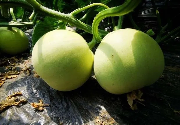 娄瓜薄皮甜瓜品种介绍