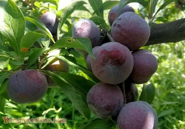 哪些李子品种适宜温室大棚栽培？