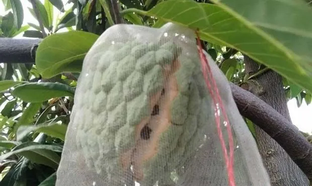 番荔枝裂果的原因是什么,如何预防番荔枝裂果? 番荔枝裂果的原因是什么,如何预防番荔枝裂果?