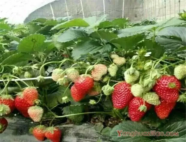 丰香草莓品种介绍