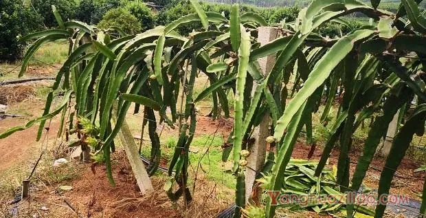 种植火龙果5月份如何管理？