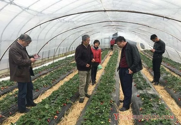 海丽甘草莓品种好不好? 海丽甘草莓品种好不好?
