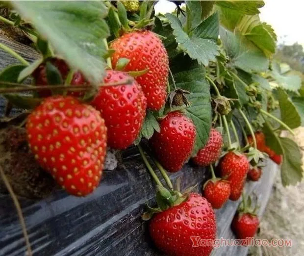 冬香草莓品种好不好? 冬香草莓品种好不好?