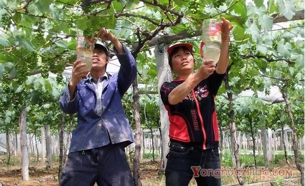 葡萄怎么使用赤霉素？