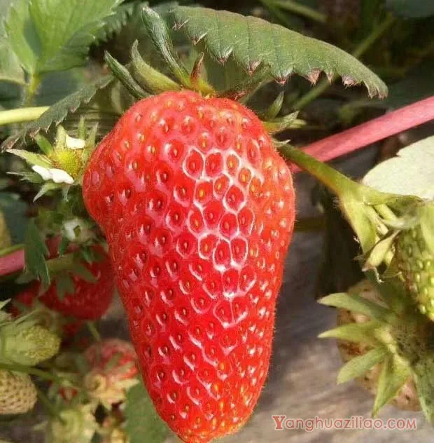 丰香草莓品种介绍