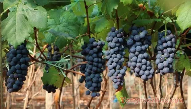 葡萄成熟和采收的标准是什么？（葡萄采收依据）