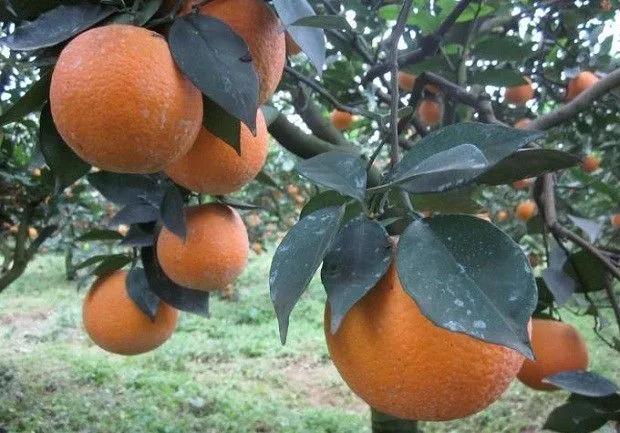 右桂夏橙品种好不好？
