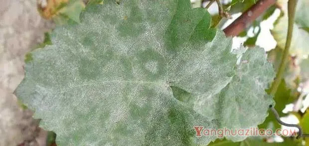 葡萄白粉病用什么药？（葡萄白粉病防治药剂）