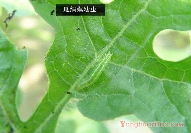 种西瓜如何防治瓜绢螟？