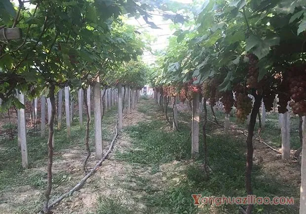 葡萄经常用乙烯利催熟好吗？
