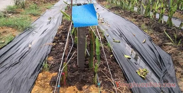 火龙果使用滴灌的注意事项