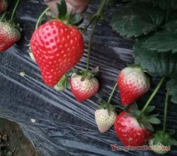 佐贺清香草莓品种介绍