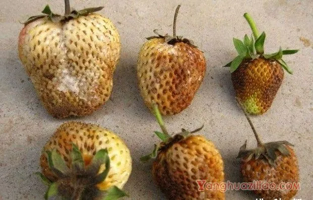 草莓果腐病的防治方法，草莓果腐病特效药有哪些？