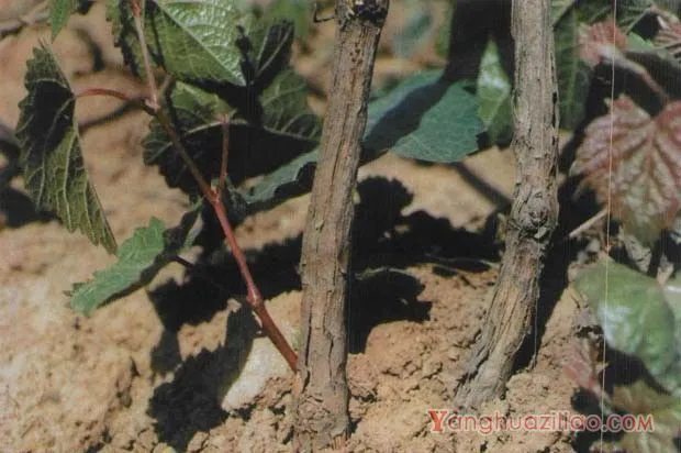 葡萄蔓割病如何防治？葡萄蔓枯病如何防治？