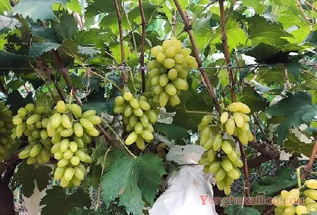 葡萄无核化栽培品种选择要点（葡萄无核化栽培挑选品种方法）