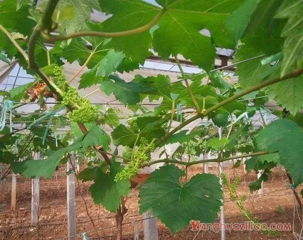 温室大棚葡萄开花期温度多少合适？