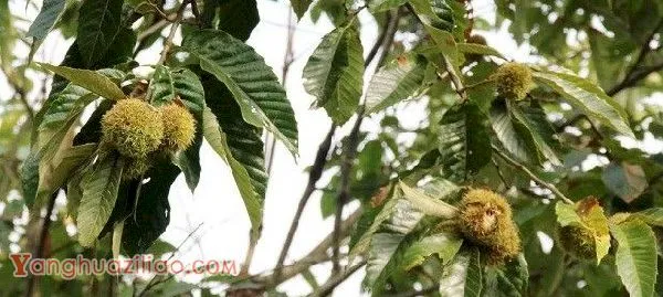 鲁岳早丰板栗品种好不好？
