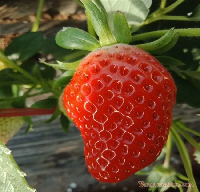 京承香草莓品种介绍