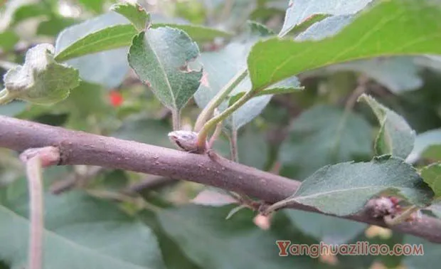 苹果树什么时间花芽分化，如何管理？