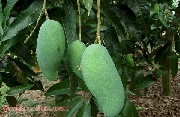 种植芒果为什么要环割，给芒果树环割需要注意什么？
