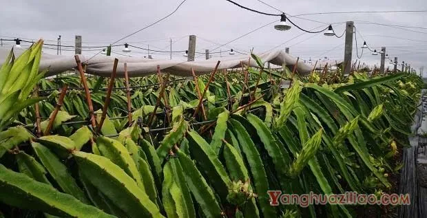 种植火龙果如何提高叶面肥的利用率？