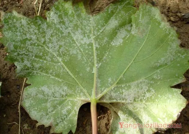 葡萄白粉病用什么药？（葡萄白粉病防治药剂）
